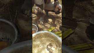 Lunch time eating cornmeal porridge with meat hadzabe hunters shortsvideo [upl. by Finzer]