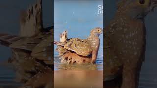 Intersting facts about sandgrouse Bird 🕊️ [upl. by Aiello]