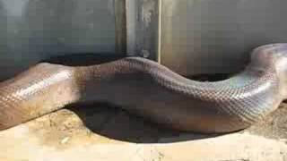 Unbelievable and very scary Anaconda snake bite [upl. by Atived]