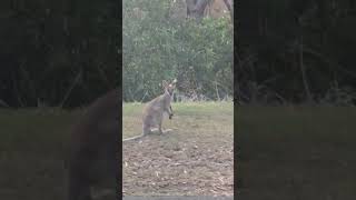 Wallabies nesthebest [upl. by Crean896]