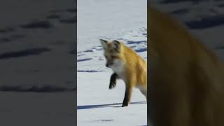 Fascinating Facts About Foxesquot amazingfacts mindblowingfacts shortsvideoviral wildanimalfacts [upl. by Rossen]