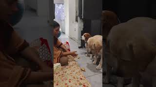 Ritu mam with joey🐶🐕 neet2024 neetmemes riturattewal [upl. by Tadeo912]