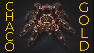 Chaco Golden Knee Tarantula Life of the Grammostola pulchripes [upl. by Alleul]