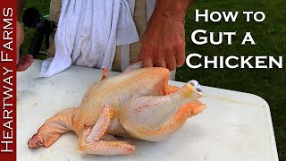 How to Gut a Chicken  Heartway Farms  Cornish Cross Chicken Processing  Prepping a Chicken [upl. by Shandeigh]