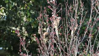 White Backed Mousebird [upl. by Brenk]