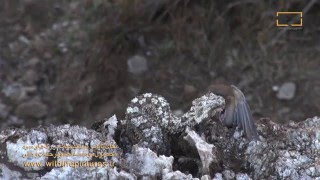 Iranian Spidertailed’s Bird Hunting Trick [upl. by Adan]