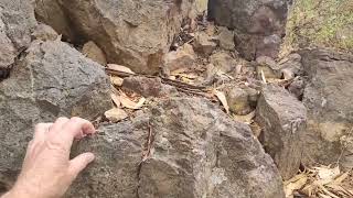 Geology Walk 18 Australian Permian Tillite [upl. by Anrehs]