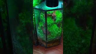 compare of two corner moss terrarium moss terrariums [upl. by Mapes]