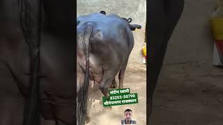 आज खरीदो हाथी जैसी बड़ी प्योर मुर्रा झोटी champion murrah buffalo trending viral shorts top [upl. by Natloz]