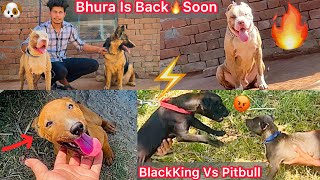 Bhura Ko Vapis Lena Gye🔥Bhura Is Back Again💪Road Par Pitbull Ka Puppy Mila🐶Kise N Chhod Diya😢 [upl. by Franz]