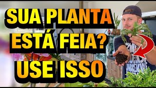 É MILAGROSA CASCA de ARROZ CARBONIZADA nas PLANTAS  Henrique Buttler [upl. by Parry]