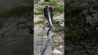 spectacle Cobra rescue time viral snakecobra ads YouTube makranaSureshBorawar5251 [upl. by Eramat]