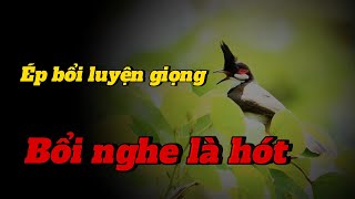 luyện giọng chào mào kích bổi căng lửa chaomaohot l Thanhtranvt [upl. by Halyahs]