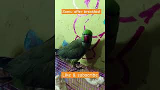 Somu after breakfast parrot parrottalking talkingparrot shorts [upl. by Pearline]