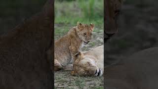 The incredible Masai Mara Kenya [upl. by Porcia]