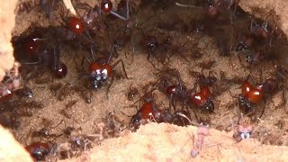 FORMIGA SAÚVA ATTA spp ATTA LEAFCUTTING ANTS Atividades no formigueiro depois da tempestade [upl. by Nahallac]