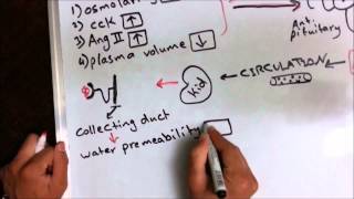 ADH or Vasopressin effect antidiuretic hormone [upl. by Knorring912]