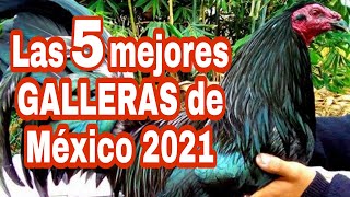 Las 5 mejores Galleras de México 2021 [upl. by Otaner]