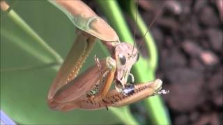 Mantis eats stink bug [upl. by Freya518]