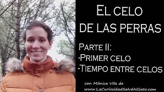 El celo de las perras Parte 2 Edad del primer celo y tiempo entre celos [upl. by Imelida180]