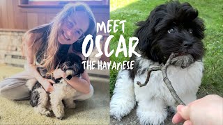 Meet Oscar the Havanese [upl. by Ahsito237]