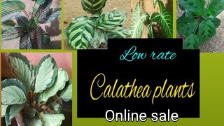 low rate calathea plants online sale [upl. by Winebaum]