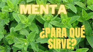 Menta ¿Para qué sirve Medicinal Enamoradodelasplantas [upl. by Htebilil629]