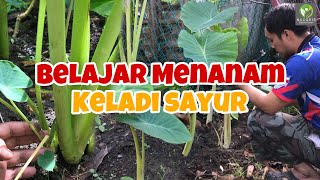 BELAJAR MENANAM KELADI SAYUR MENGGUNAKAN SULUR KELADI  ANAK POKOK KELADI [upl. by Esiled]