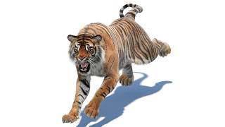 Animated Tiger 3D Model with Fur  PROmax3D [upl. by Nomled]