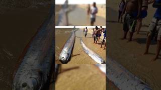 Oarfish The Mysterious Giant Eel of the Seas [upl. by Aneehsyt465]