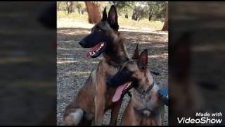 Accouplement chien malinois  Dove amp Orca [upl. by Eneladgam491]