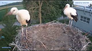 Tańczące bociany i odlot  Zambrow WhiteStork 21 07 2024 [upl. by Ynetruoc]