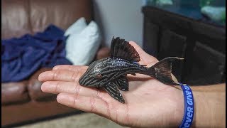 The RARE ROYAL PLECOSTOMUS FISH [upl. by Stauffer]