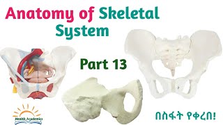 Anatomy of Skeletal System HipPelvic Bone Interesting Video with Amharic Speech Part 13 [upl. by Oiralednac]