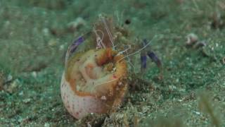 Anemone hermit crab getting into a shell with a cloak anemone [upl. by Nitsyrk119]