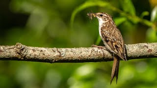 Springwatch Wildlife Live Cameras 🦊🐝  BBC Earth [upl. by Ibob]