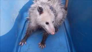 How aggressive are opossums [upl. by Vinn]