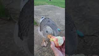 goose eating apple [upl. by Che373]