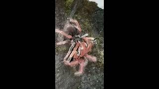 Pamphobeteus sp Solaris mating [upl. by Eiramaliehs532]