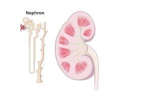 Renal Hemodynamics Animation [upl. by Hareehat121]