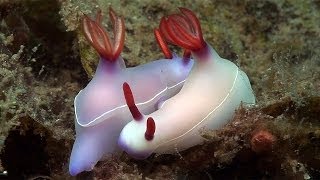 Mucky Secrets  Part 19  Sea Slugs Feeding amp Mating  Lembeh Strait [upl. by Bilski]