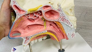 Oral cavity model  Anatomy ospe  MBBS [upl. by Nhguavoj373]