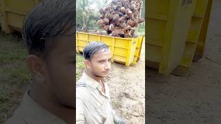 Palm fruits loading kiya 80ringit mila ytshortsvideo viralshort malaysia foryoushorts foryou [upl. by Berky]