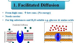 MED LEVEL1 PHY104 LECTURE4 DONNAN EFFECT FCILITATED DIFFUSION [upl. by Nosrettap]