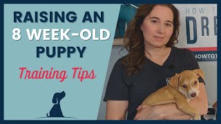 8 Week Old Puppy Training Tips [upl. by Aidnic]