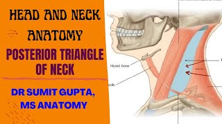 POSTERIOR TRIANGLE OF NECK  Part1  boundaries [upl. by Nivar]