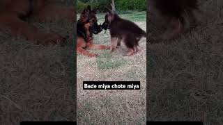 Brothers love song love tranding shortvideo dog brother b4ith bollywood music viral [upl. by Ettelegna]