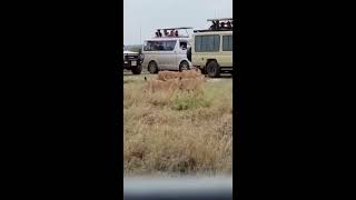 Lions came near us smilling at Masaai Mara National Park in Africa 🇰🇪 kenya [upl. by Scammon]