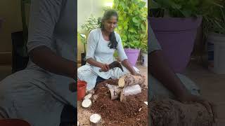 Colocasia Black magic indoor plant where i took this plant gardening bestindoorplantsindia [upl. by Rosner]