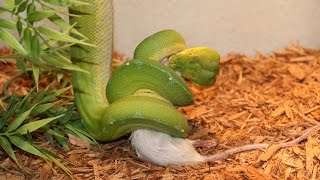 The Green Kofiau Python [upl. by Hurty]